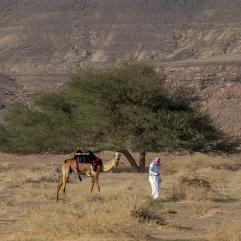 Camel in the desert 